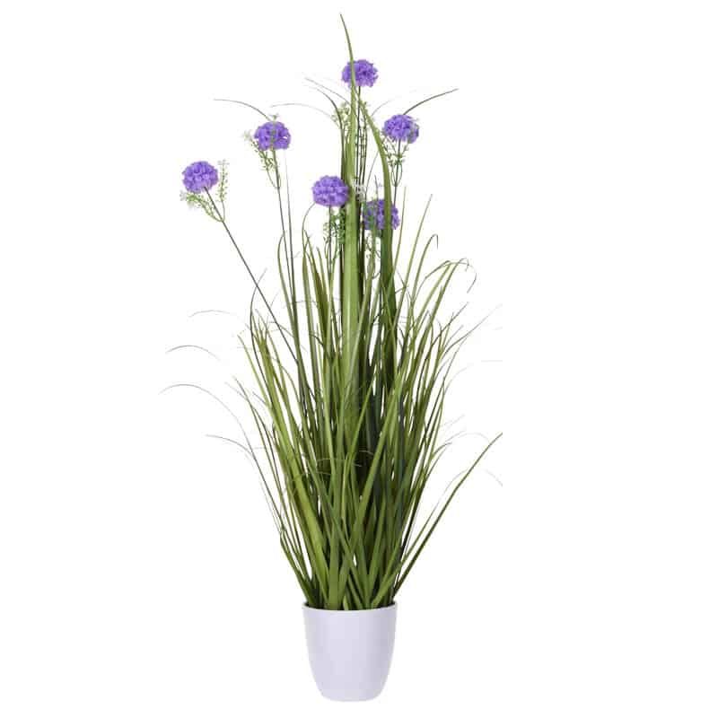 Plant in pot