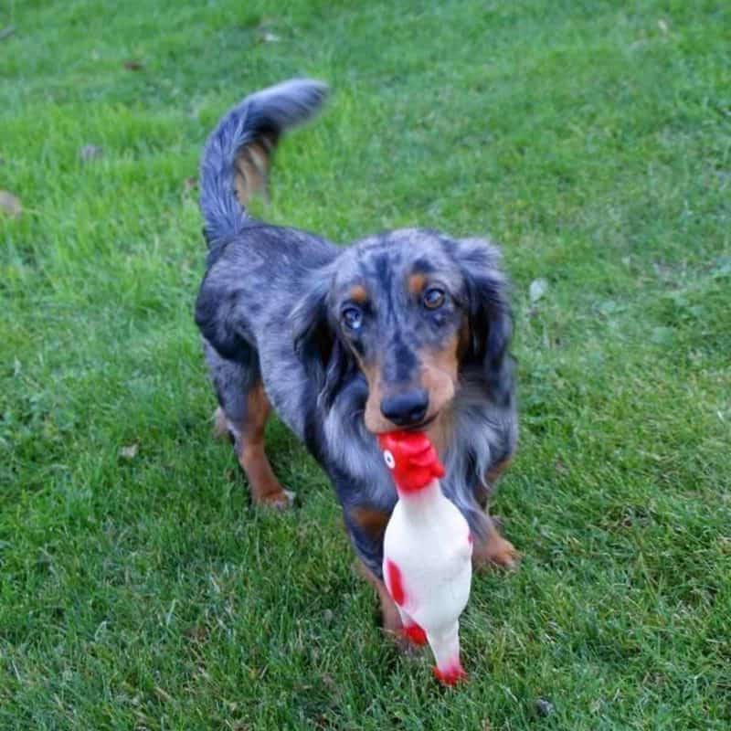 Speeltje Haan met Geluid voor Honden - Afbeelding 2
