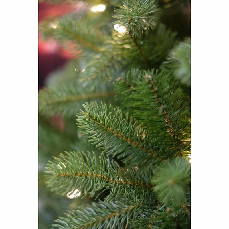 Kerstboom Bayberry Spruce 243cm - Afbeelding 4