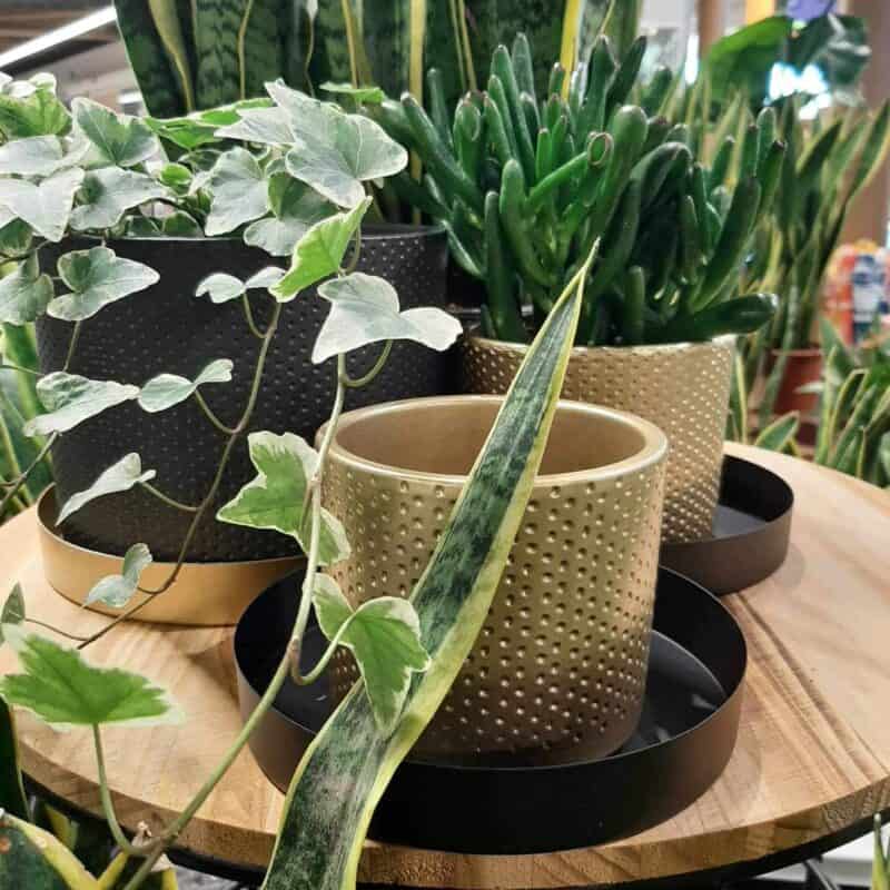 Era pot zwart mat reliëf d7* h7cm