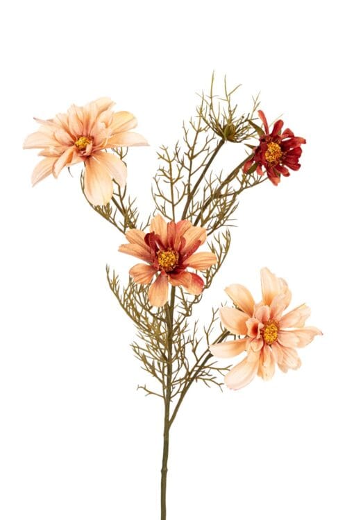 Cosmos l70cm zalm