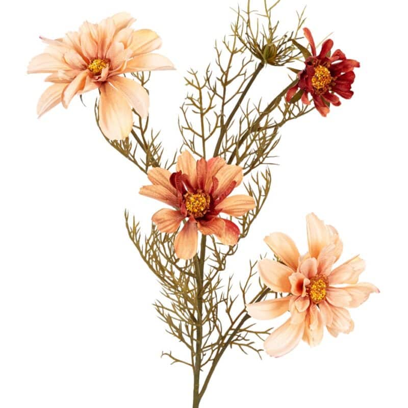 Cosmos l70cm zalm