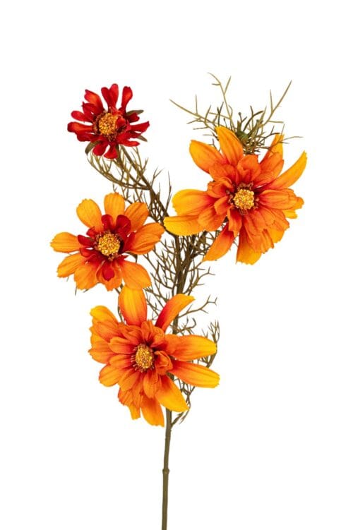 Cosmos l70cm oranje