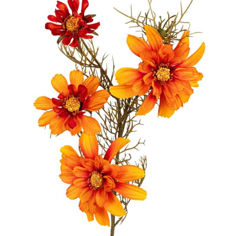 Cosmos l70cm oranje