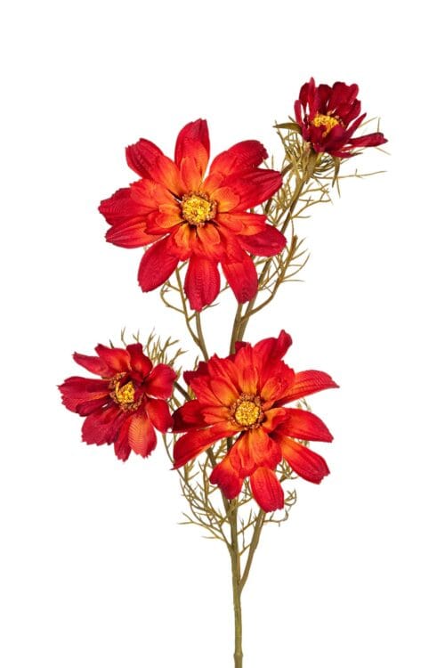 Cosmos l70cm oranje/rood