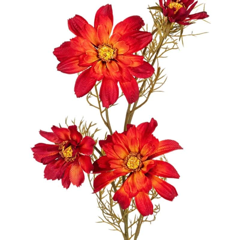 Cosmos l70cm oranje/rood